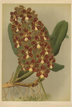 H. Moon, Red and Gold Orchid, Odontoglossum Coronarium, Reichenbachia, 1888, Print