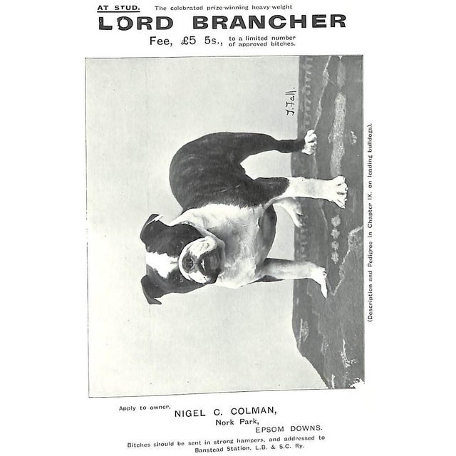 "Bull Dogs and Bulldog Men" 1905 Cooper, H. St. John For Sale - Image 10 of 12