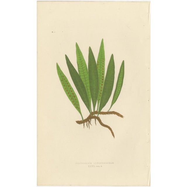 Fern Collection with English Species Names, 1856, Lithograph, Set of 10 For Sale - Image 10 of 14