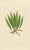 Fern Collection with English Species Names, 1856, Lithograph, Set of 10 For Sale - Image 10 of 14