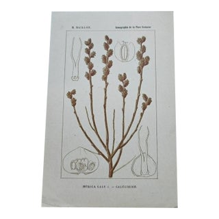 Antique French Botanical Lithograph - Bog Myrtle For Sale