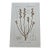 Antique French Botanical Lithograph - Bog Myrtle For Sale