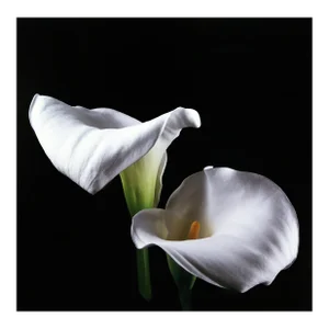Calla Lily (Large), Jonathan Singer, Photography