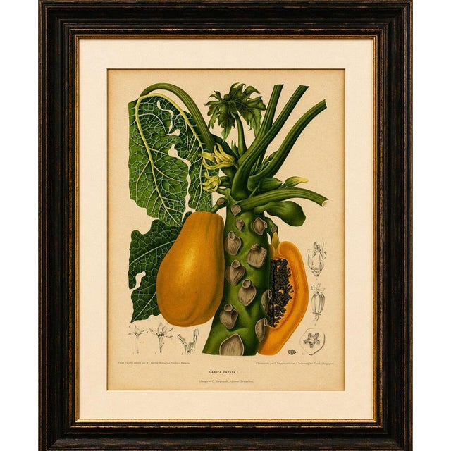 Title: antique papaya botanical chromolithograph by hoola van nooten, c. 1880 : a magnificent original antique botanical...