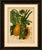 Title: antique papaya botanical chromolithograph by hoola van nooten, c. 1880 : a magnificent original antique botanical...