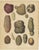 Calwer, Botanical Plates of Potatoes and Tubers, 1852, Lithographs, Set of 3 For Sale - Image 3 of 9