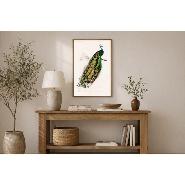 Peacock Antique Illustration, Vintage Bird Art Print Reproduction, 24″ × 36″ For Sale - Image 4 of 9