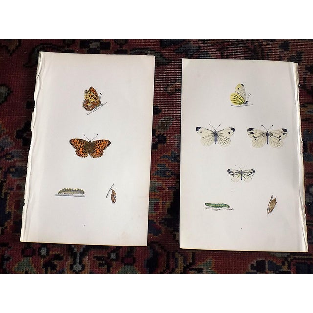 Antique 19th Century Hand Colored Butterfly Lithographs - Set of 12 For Sale In Cincinnati - Image 6 of 12