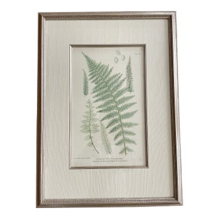 Vintage Henry Bradbury Nature Fern Print Framed For Sale