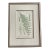 Vintage Henry Bradbury Nature Fern Print Framed For Sale