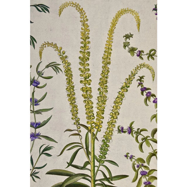17th Century Flowering Peppermint Plants: A 17th C. Besler Hand-Colored Botanical Engraving, 1640 For Sale - Image 5 of 7