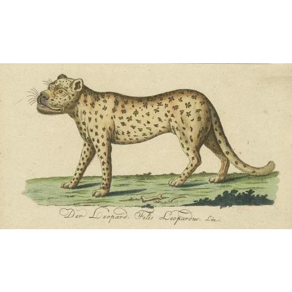 This image is an illustration from a natural history work, a collection titled "Getreue Abbildungen naturhistorischer...