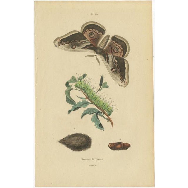 E. Guérin, Butterfly and Moth, 1835, Engraving, Set of 2 For Sale - Image 5 of 13