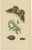 E. Guérin, Butterfly and Moth, 1835, Engraving, Set of 2 For Sale - Image 5 of 13