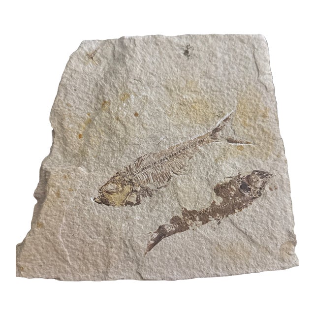 Fossil Plate With Two Extinct Fish a Diplomystus and Knightia For Sale