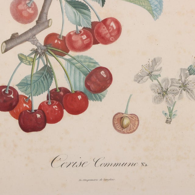 19th Century Framed Botanical Fruit Prints by Pierre François Turpin - Set of 4 For Sale In Philadelphia - Image 6 of 9