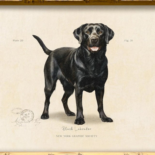 Illustration Reproduction Art Print of Vintage "World of Dogs" Illustration (Black Labrador), Framed For Sale - Image 3 of 4