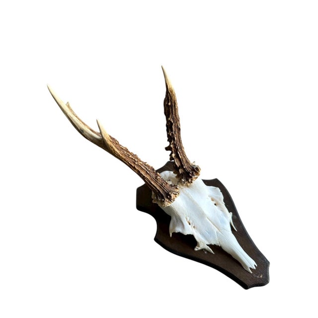 Cabin 11990s Roe Deer Trophy 5 Black Forest Mount For Sale - Image 3 of 5