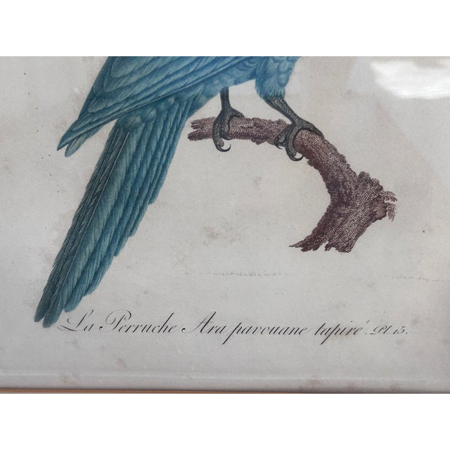A beautiful and exceptionally decorative early 19th-century French ornithological engraving depicting “La Perruche Ara...