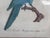A beautiful and exceptionally decorative early 19th-century French ornithological engraving depicting “La Perruche Ara...