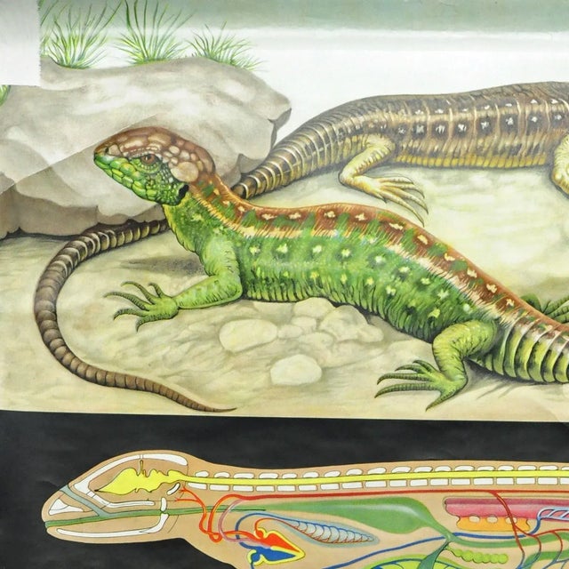 The country life vintage pull-down wall chart by the artist group of Jung Koch Quentell is showing a sand lizard, Lacerta...