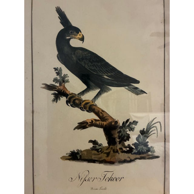 Traditional Natural Curiosities “Nisser Tokoor” Black Eagle After James Bruce Framed Print For Sale - Image 3 of 9