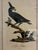 Traditional Natural Curiosities “Nisser Tokoor” Black Eagle After James Bruce Framed Print For Sale - Image 3 of 9