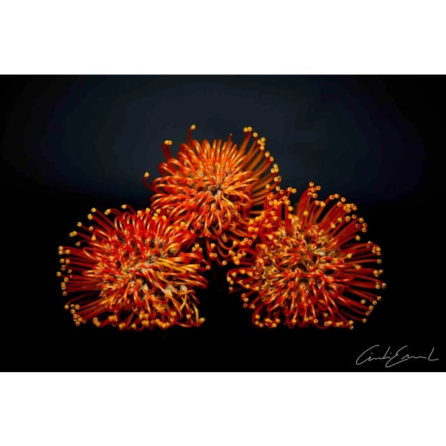 Flowers shot in low key style printed on Epson Premium Semimatte photographic paper. Excellent condition.