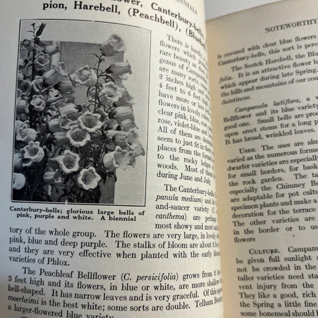 1927 Little Book of Perennials For Sale - Image 12 of 13