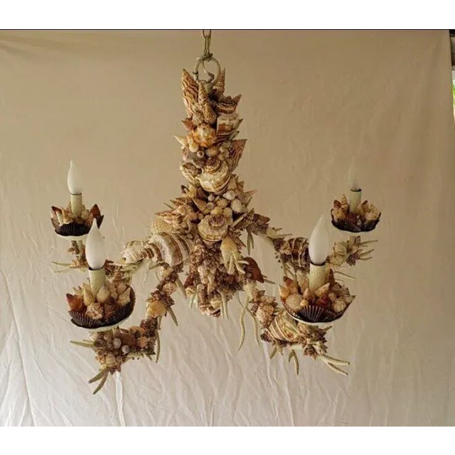 Nautical Natural Sea Shell Chandelier For Sale - Image 9 of 9