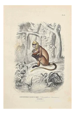 Paul Gervais, Semnopitheque De Dussumier, Original Lithograph, 1854