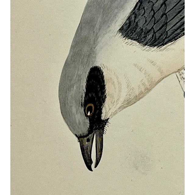 Antique Hand Tinted Bird Print From England Featuring a Gray & White Great Shrike - Circa 1880 For Sale - Image 4 of 11