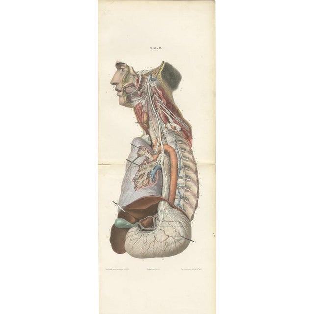 Hirschfeld and Leveille, Vagus and Sympathetic Nerves of the Trunk, 1866, Paper For Sale - Image 12 of 12