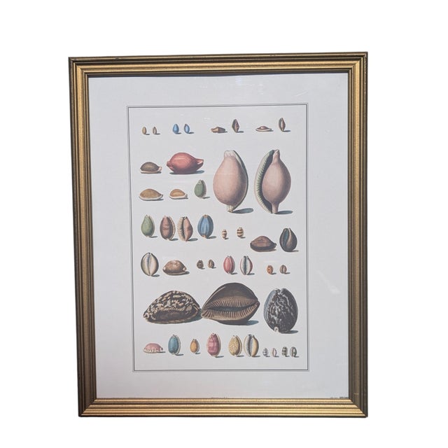 Amanda Lindroth Vintage Coastal Seashell Clamshell Framed Prints- Set of 3 For Sale - Image 4 of 11