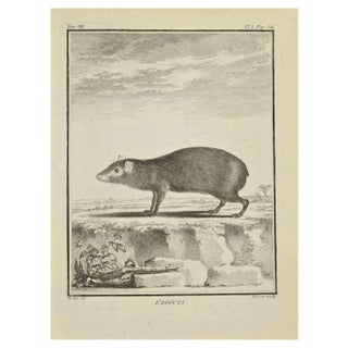 Bernard Baron, L'Agouti, Etching, 1771 For Sale