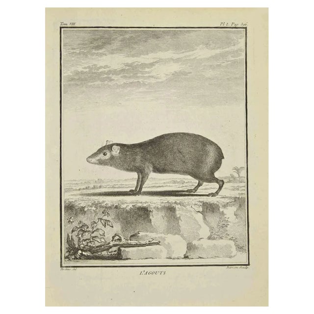 Bernard Baron, L'Agouti, Etching, 1771 For Sale