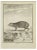 Bernard Baron, L'Agouti, Etching, 1771 For Sale