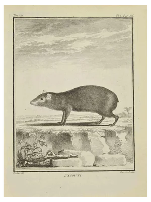 Bernard Baron, L'Agouti, Etching, 1771