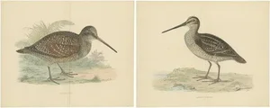 Beverly Robinson Morris, Illustrations of a Woodcock and Great Snipe with Centre Fold, Prints, Set of 2