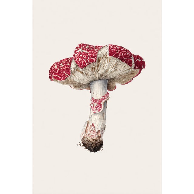 'Caesar's Mushroom' (Amanita caesarea) – Botanical Fine Art Print This fine art print features a beautifully detailed...