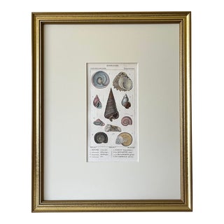 Antique French Print Hand Colored Engraving of Sea Shells by Turpin Paris 1816 For Sale