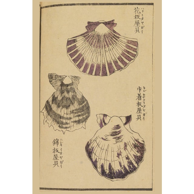 Vintage Japanese Scallop Shells, Woodblock Print Reproduction, 32" X 48" For Sale