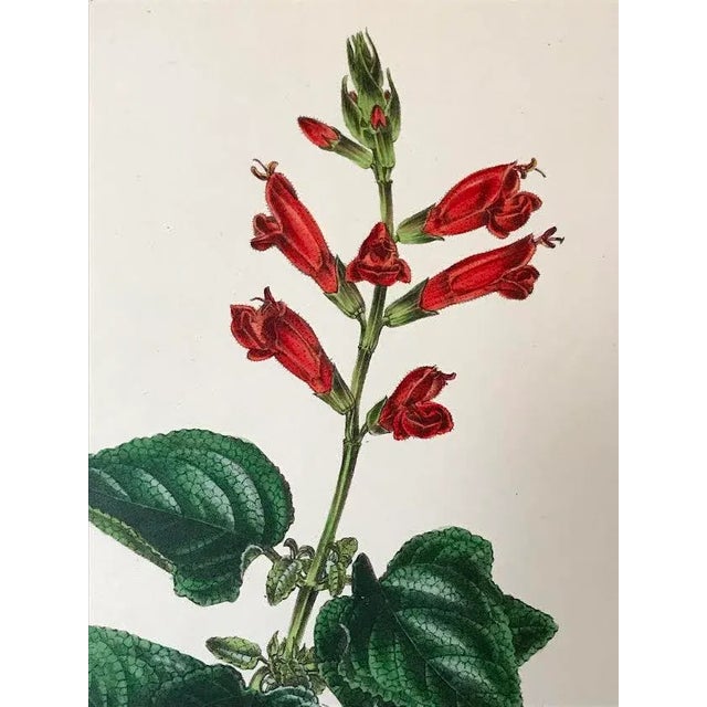 Antique Red Floral Botanical Lithograph Published C. 1860 by Samuel Holden For Sale - Image 4 of 6