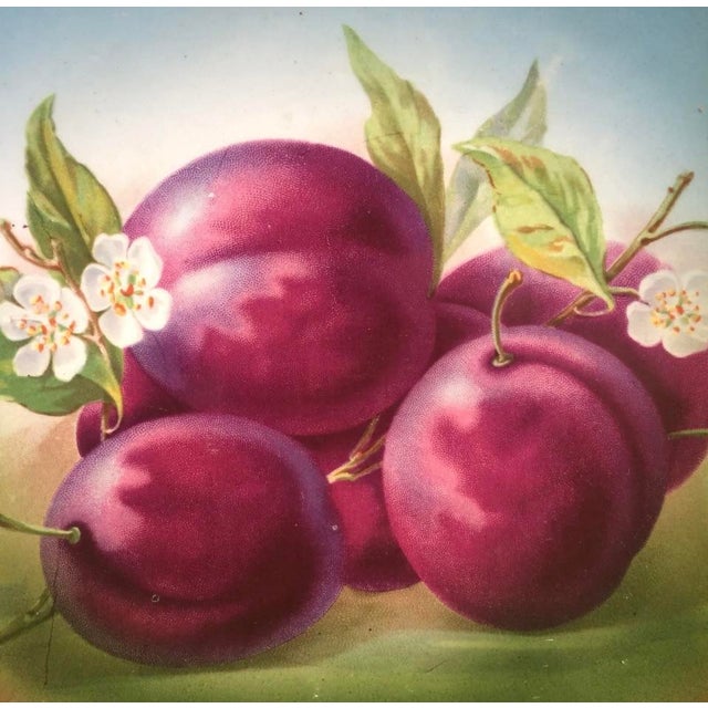 This antique cabinet plate is a stunning addition to any collection. The vibrant plums design make it a true masterpiece....