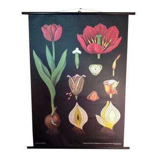 Botanical German Educational Chart For Sale