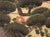 "Big Pine Tree and Egrets", Showa Era Japanese Byobu Screen For Sale In Dallas - Image 6 of 18