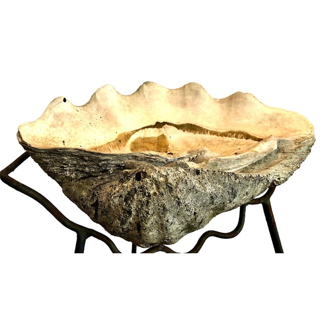 Shell Giant Natural Fossilized Clam Shell For Sale - Image 7 of 9