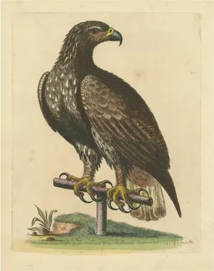 White-Tailed Eagle, Paper