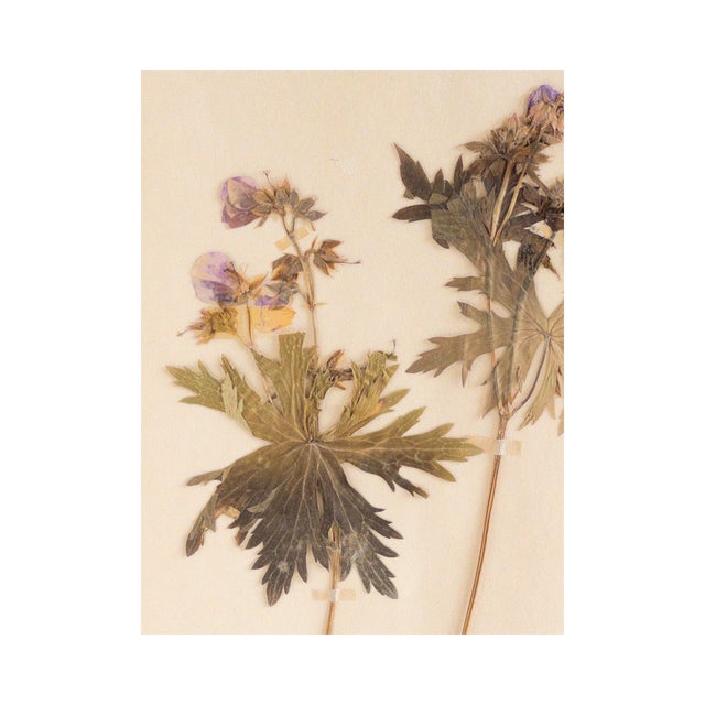 Rustic European Vintage Swedish Herbarium - Geranium Cranesbill, Circa 1962 For Sale - Image 3 of 4