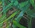 This oil painting captures the intricate interplay of green foliage, with vibrant brushstrokes that evoke a sense of depth...